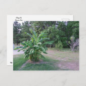 Bannana Trees Briefkaart (Voorkant / Achterkant)