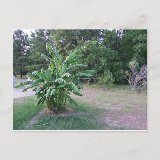 Bannana Trees Briefkaart (Voorkant)