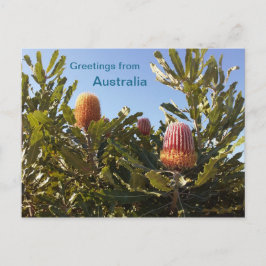 Banskia bloemen Western Australië Briefkaart