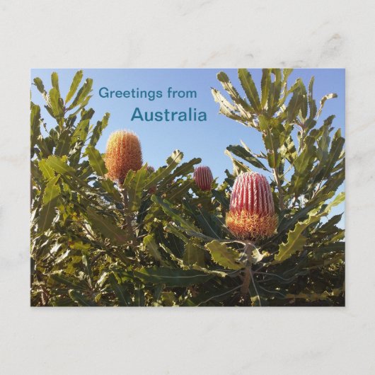 Banskia bloemen Western Australië Briefkaart (Voorkant)
