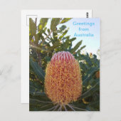 Banskia flower Western Australië Briefkaart (Voorkant / Achterkant)