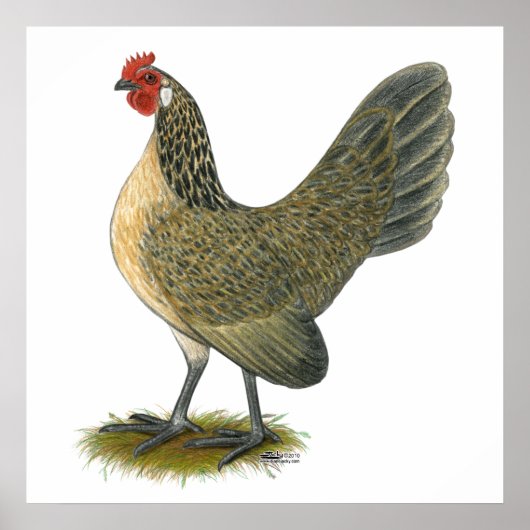 Bantam: Blue Quail Hen Poster (Voorkant)