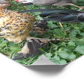 Bantam Chicken Poster (Hoek)