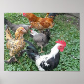 Bantam Chicken Poster (Voorkant)