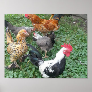 Bantam Chicken Poster