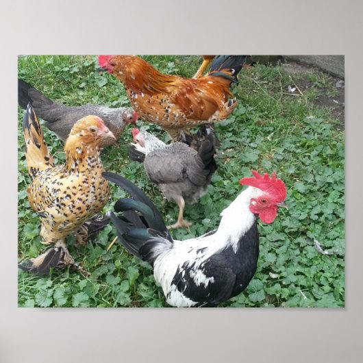 Bantam Chicken Poster (Voorkant)