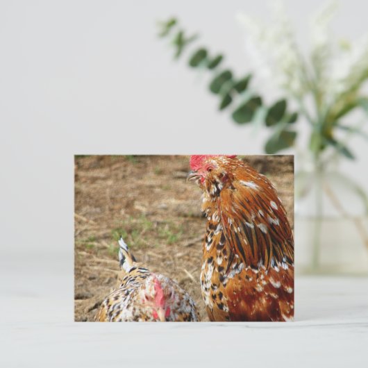 Bantam Hen en Rooster Briefkaart (Staand voorkant)