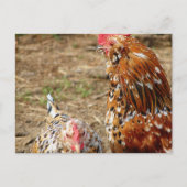 Bantam Hen en Rooster Briefkaart (Voorkant)
