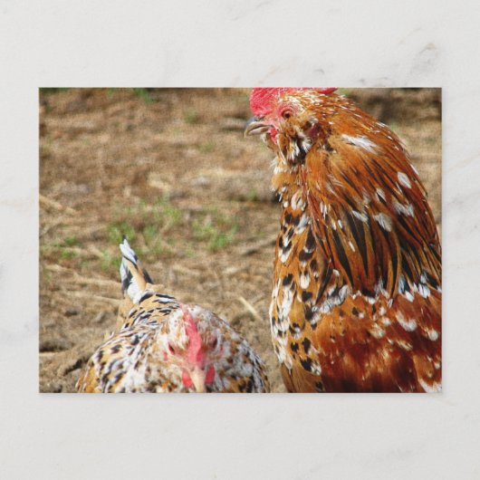 Bantam Hen en Rooster Briefkaart (Voorkant)