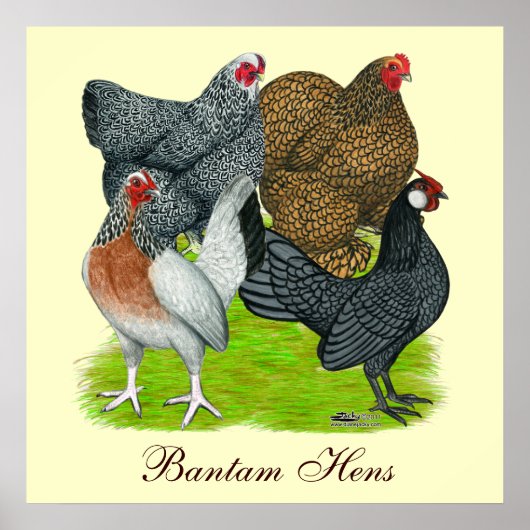 Bantam Hen Kwartet, Bantam Hens Poster (Voorkant)