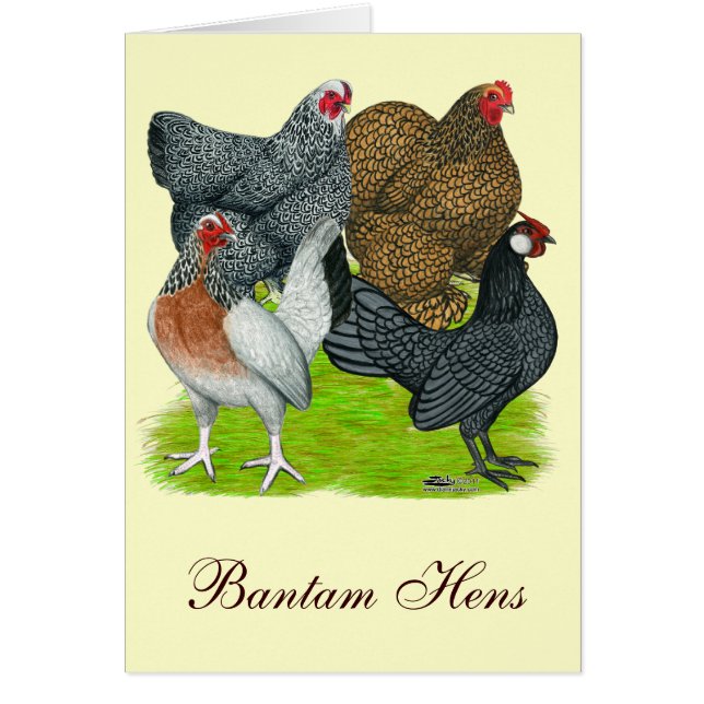 Bantam Hen Quartet (Voorkant)