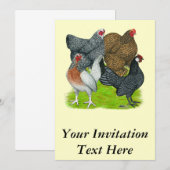 Bantam Hen Quartet Kaart (Voorkant / Achterkant)