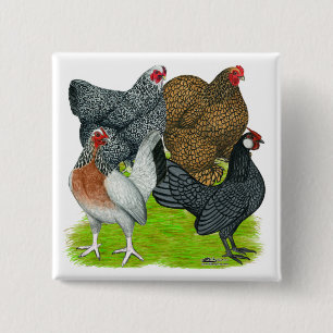 Bantam Hen Quartet Vierkante Button 5,1 Cm