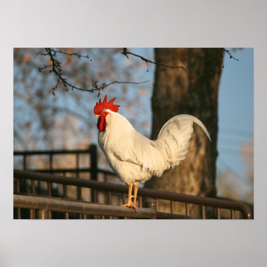 "Bantam in the Morning" Poster (Voorkant)