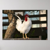 Bantam Rooster Poster (Voorkant)