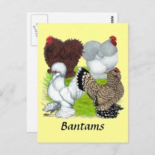 Bantams Feather Legged Briefkaart (Voorkant / Achterkant)