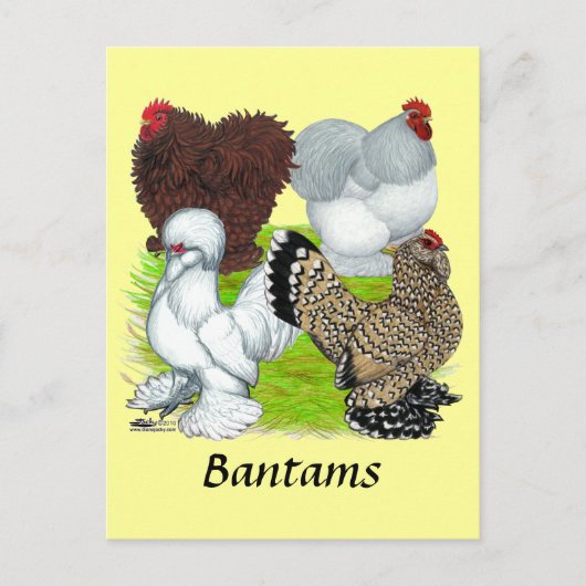 Bantams Feather Legged Briefkaart (Voorkant)