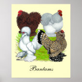 Bantams Feather Legged Poster (Voorkant)