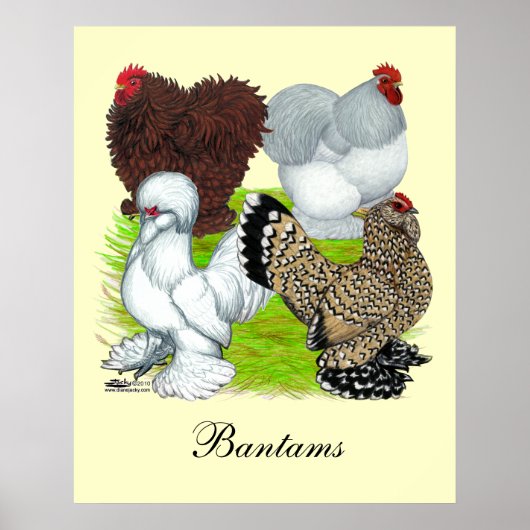 Bantams Feather Legged Poster (Voorkant)
