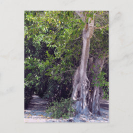 Banyan Street Briefkaart