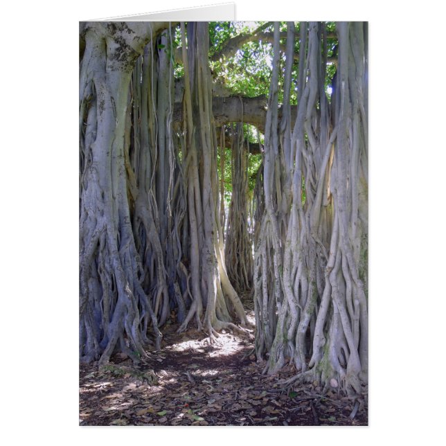 Banyan Tree (Voorkant)