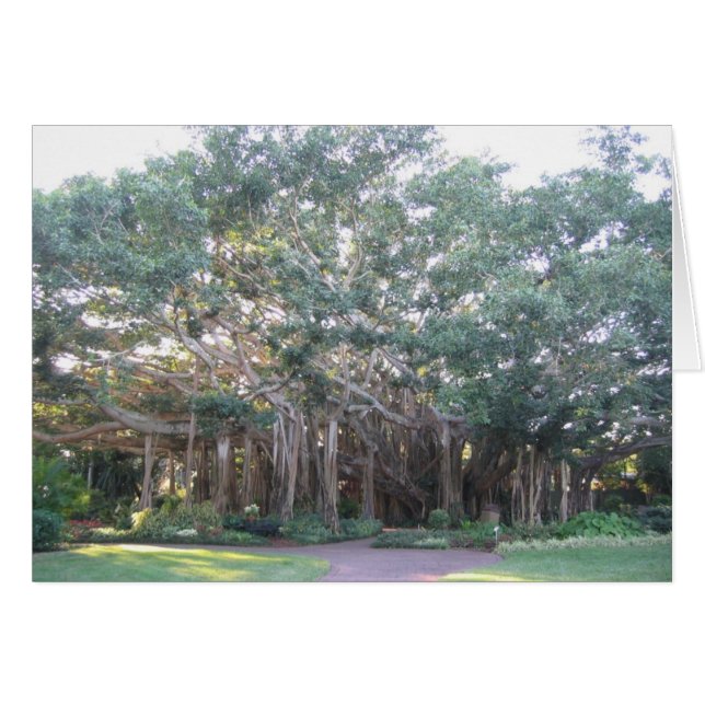 Banyan Tree (Voorkant Horizontaal)