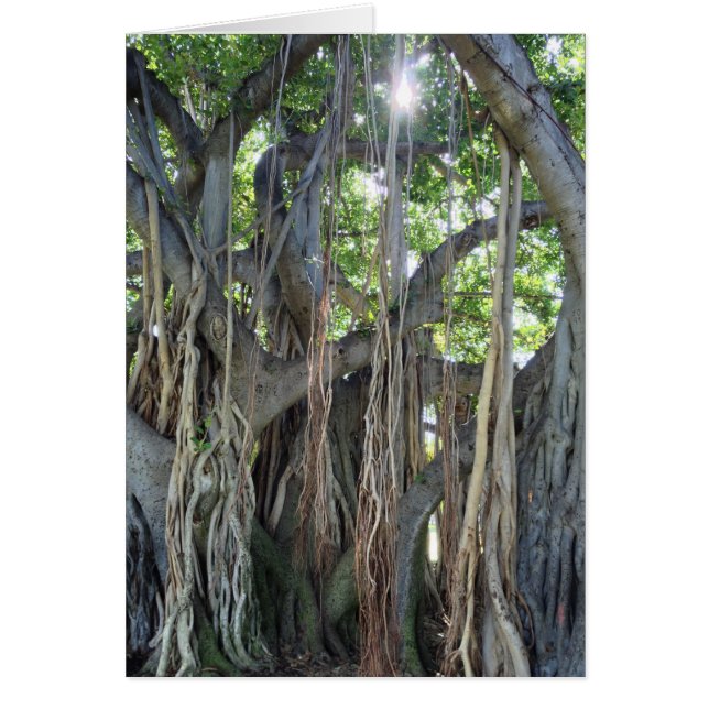 Banyan Tree (Voorkant)