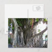 Banyan Tree Briefkaart (Voorkant / Achterkant)