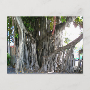 Banyan Tree Briefkaart