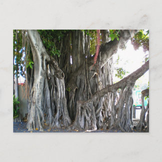 Banyan Tree Briefkaart