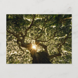Banyan Tree Canopy Sunstar Briefkaart
