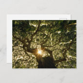 Banyan Tree Canopy Sunstar Briefkaart (Voorkant / Achterkant)