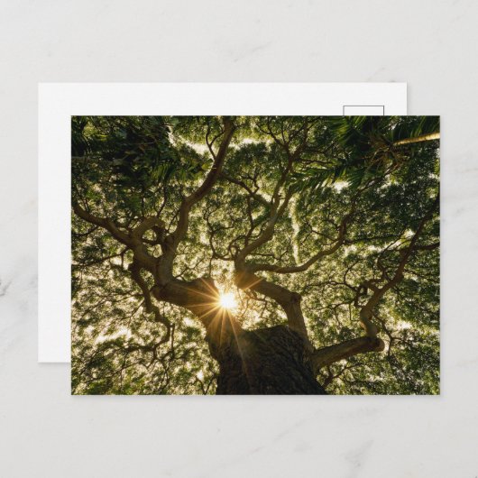 Banyan Tree Canopy Sunstar Briefkaart (Voorkant / Achterkant)