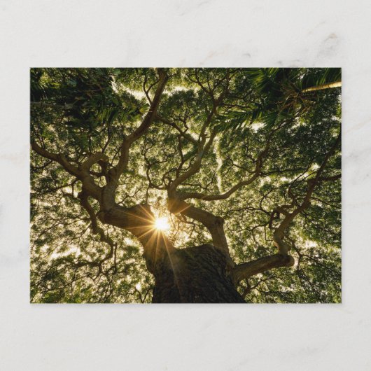 Banyan Tree Canopy Sunstar Briefkaart (Voorkant)