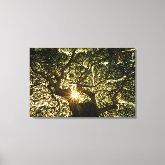 Banyan Tree Canopy Sunstar Canvas Afdruk (Voorkant)