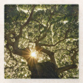 Banyan Tree Canopy Sunstar Glazen Onderzetter (Voorkant)