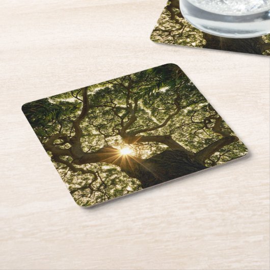 Banyan Tree Canopy Sunstar Kartonnen Onderzetters (Schuin)