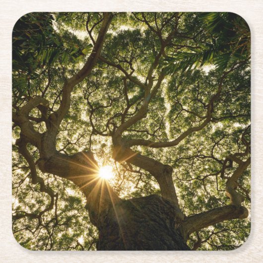 Banyan Tree Canopy Sunstar Kartonnen Onderzetters (Voorkant)