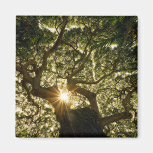 Banyan Tree Canopy Sunstar Magneet