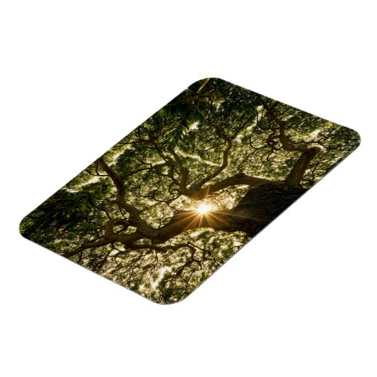 Banyan Tree Canopy Sunstar Magneet (Linkerzijde)