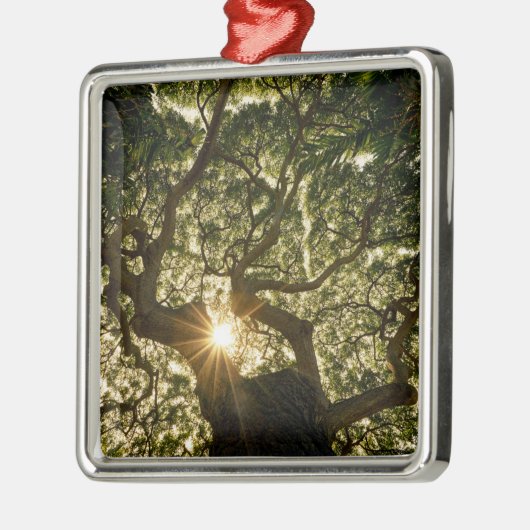 Banyan Tree Canopy Sunstar Metalen Ornament (Links)