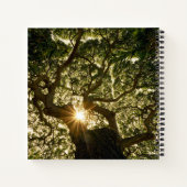 Banyan Tree Canopy Sunstar Notitieboek (Achterkant)