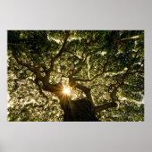 Banyan Tree Canopy Sunstar Poster (Voorkant)