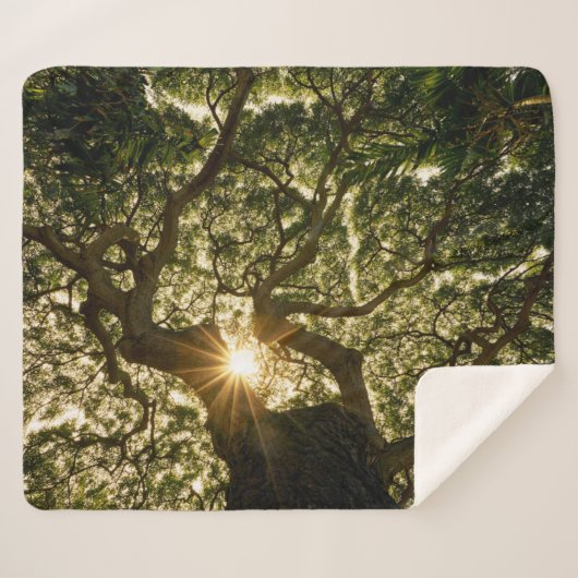 Banyan Tree Canopy Sunstar Sherpa Deken (Voorkant (horizontaal))