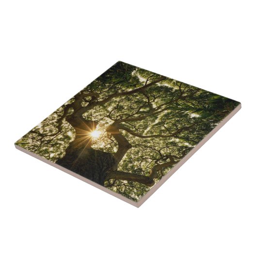 Banyan Tree Canopy Sunstar Tegeltje (Zijkant)