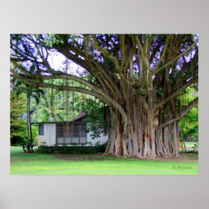 Banyan Tree Cottage Poster