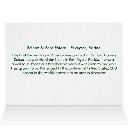 Banyan Tree Edison & Ford Estate Ft Myers Florida (Binnen Horizontaal (Boven))