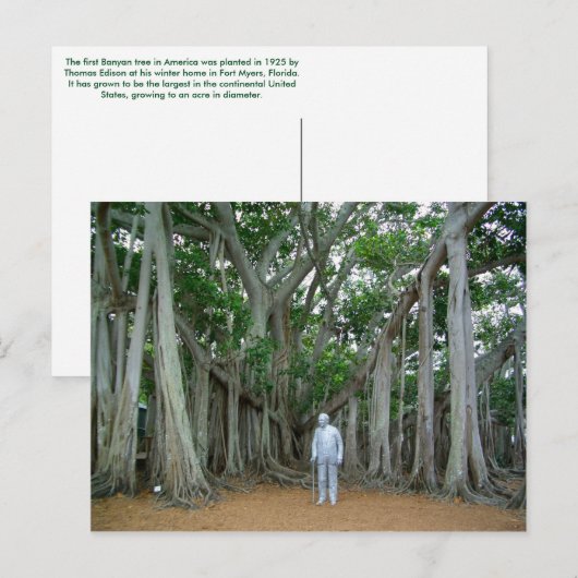 Banyan Tree Edison & Ford Estate Ft Myers Florida Briefkaart (Voorkant / Achterkant)