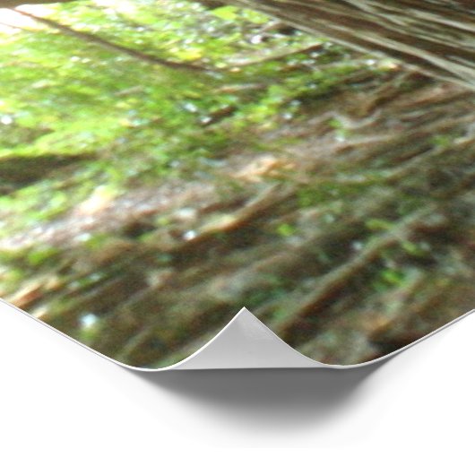 Banyan Tree Poster (Hoek)