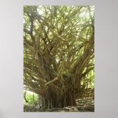 Banyan Tree Poster (Voorkant)